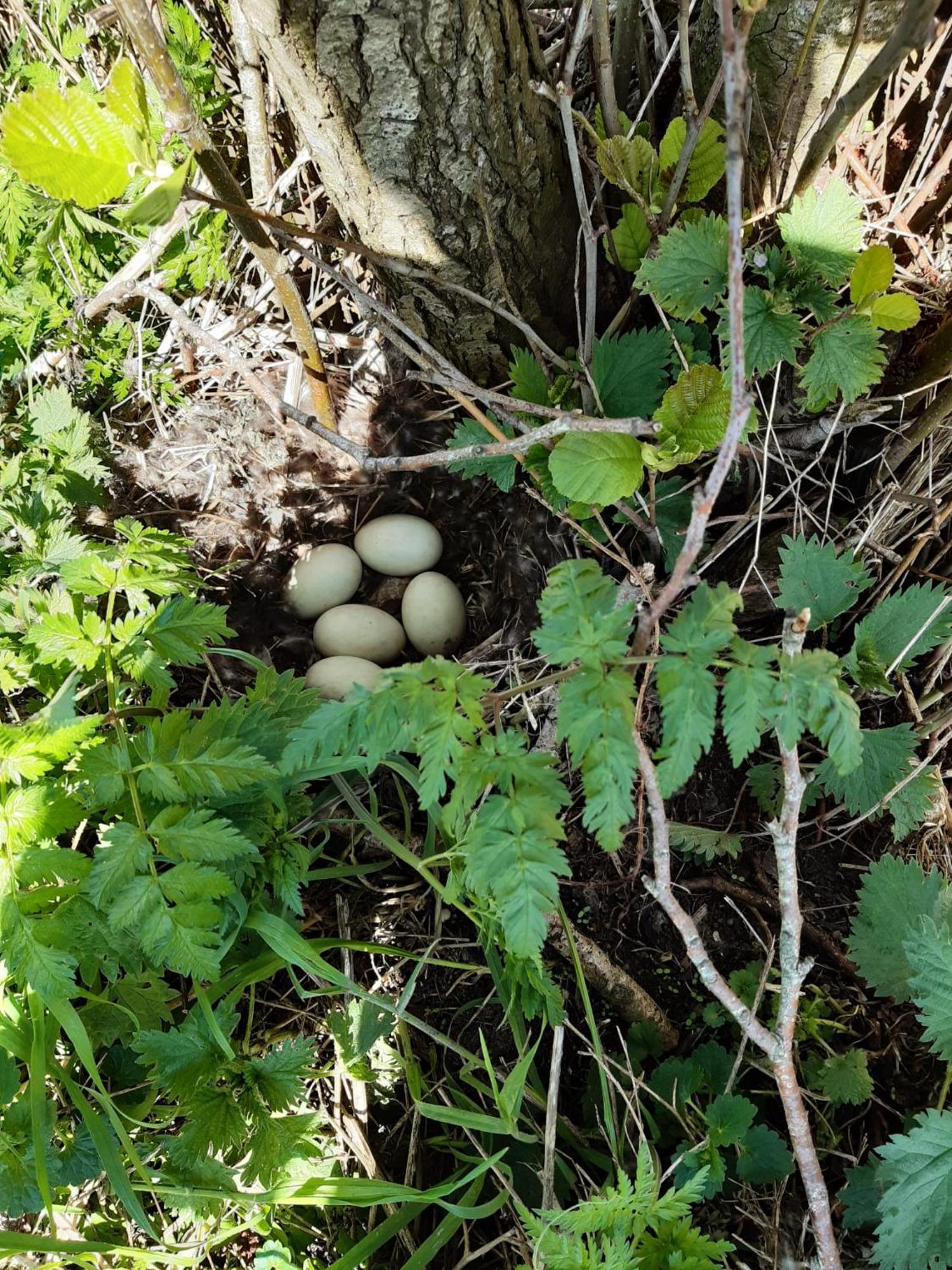 B&B Weidse Blik Ingelum Engelum Esterno foto